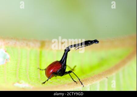 Primo piano di una giraffe weevil (Trachelohoro giraffa) su una foglia, Andasibe-Mantadia National Park, Madagascar Foto Stock
