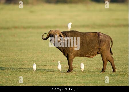 Capo Buffalo (caffer Syncerus) in piedi con garzette di bestiame (Bubulcus ibis), Lago Manyara, Tanzania Foto Stock