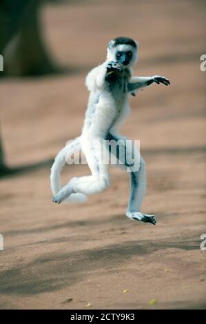 La sifaka di Verreaux (Propithecus verreauxi) che balla in un campo, Berenty, Madagascar Foto Stock