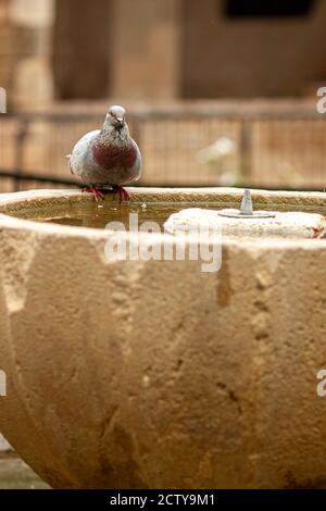 Primo piano immagine isolata di un piccione di strada con marrone Torace e occhi rossi (Columba livia domestica) che è perching su un'antica fontana di pietra per ottenere Foto Stock