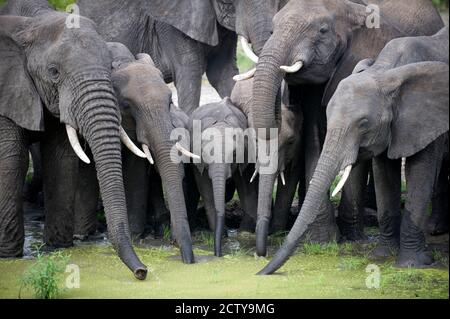 Elefanti africani (Loxodonta africana) bere acqua in uno stagno, Tarangire National Park, Tanzania Foto Stock