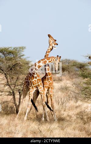 Giraffe reticolate (Giraffa camelopardalis reticulata) che si annettono in un campo, Parco Nazionale di Samburu, Provincia di Rift Valley, Kenya Foto Stock