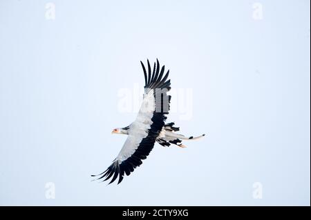 Uccello Segretario (Sagittario serpentarius) in volo, Parco Nazionale di Samburu, Provincia di Rift Valley, Kenya Foto Stock