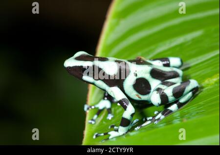 Primo piano di una rana di veleno verde e nero (Dendrobates auratus) su una foglia, Costa Rica Foto Stock