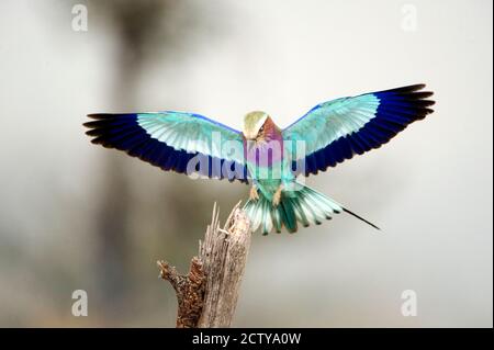 Primo piano di un rullo tostato Lilac (Coracias caudatus), Parco Nazionale Tarangire, Tanzania Foto Stock