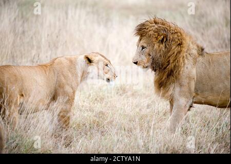 Leone e una leonessa (Panthera leo) che si trova faccia a faccia in una foresta, il Cratere di Ngorongoro, Ngorongoro, Tanzania Foto Stock