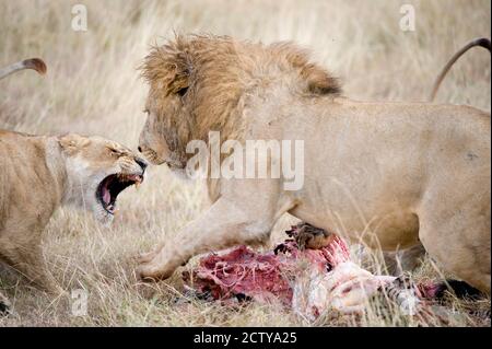 Leone e una leonessa (panthera leo) che lottano per una zebra morta, il cratere di Ngorongoro, Ngorongoro, Tanzania Foto Stock