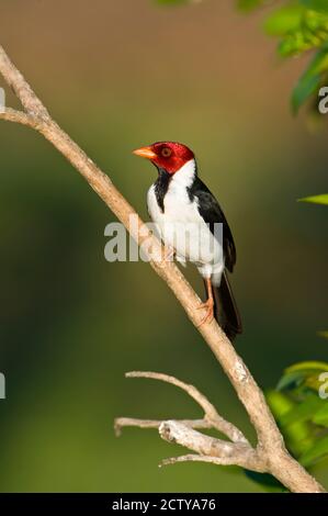 cardinale di fattura gialla (Paroaria capitata) su un ramo, tre fratelli fiume, incontro del parco statale delle acque, Pantanal Wetlands, Brasile Foto Stock