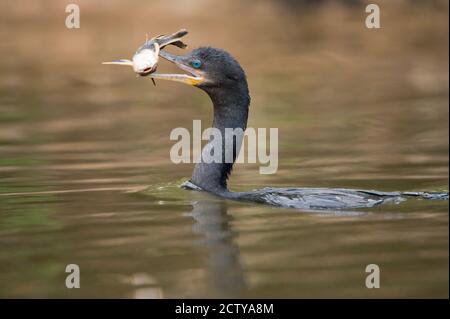 Cormorano neotropico (Phalacrocorax brasilianus) con pesce in becco, fiume dei tre Fratelli, incontro del parco statale delle acque, Pantanal Wetlands, Brasile Foto Stock