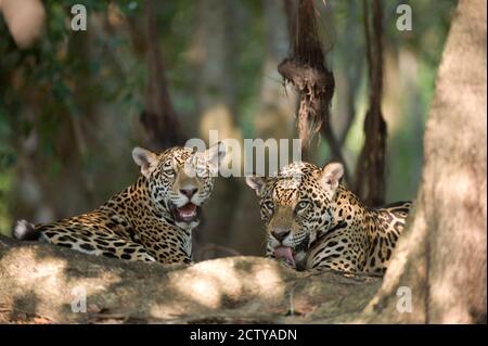 Jaguar (Panthera onca) che riposa in una foresta, fiume Three Brothers, Meeting of the Waters state Park, Pantanal Wetlands, Brasile Foto Stock