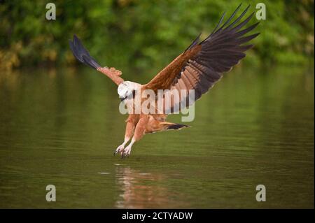 Falco nero-collato (Busarellus nigricollis) che rimbalza sull'acqua per la preda, fiume Three Brothers, Pantanal Wetlands, Brasile Foto Stock