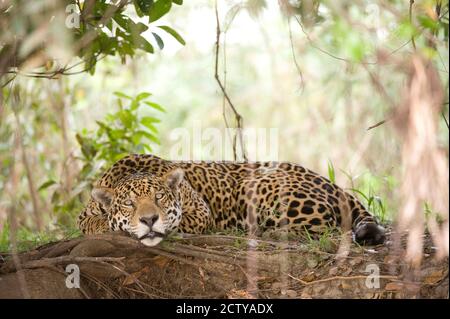 Giaguaro (Panthera onca) che riposa su un tronco di albero, fiume Three Brothers, incontro del parco statale Waters, Pantanal Wetlands, Brasile Foto Stock