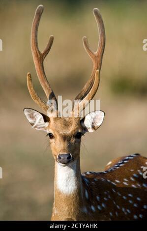 Primo piano di un cervo puntato (asse asse), Parco Nazionale di Bandhavgarh, Distretto di Umaria, Madhya Pradesh, India Foto Stock