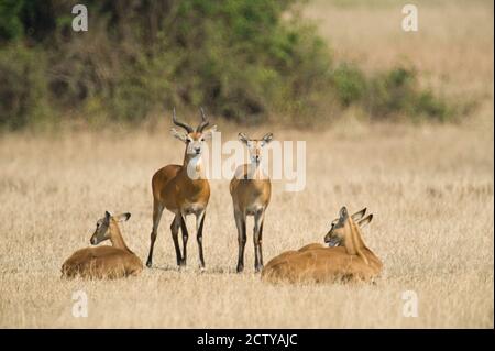 Sequenza di comportamento di accoppiamento dei kobs ugandesi (Kobus kob thomasi), Queen Elizabeth National Park, Uganda Foto Stock