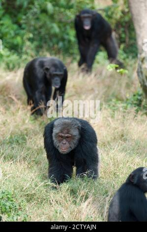 Scimpanzé (Pan troglodytes) che cammina in una foresta, Kibale National Park, Uganda Foto Stock