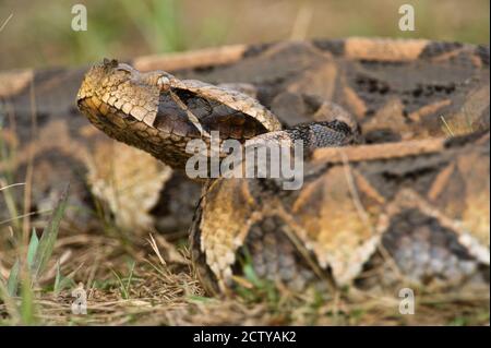 Primo piano di una vipera gabonese (Bitis gabonica), Lago Victoria, Uganda Foto Stock