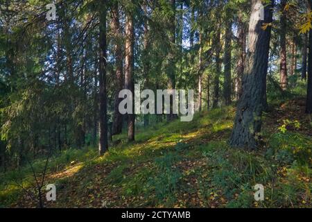 Foresta closeup, bellissimo paesaggio estivo, la luce del sole splende attraverso i rami, alberi con ombre. Foto Stock