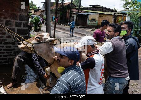 Il distretto di Kolhapur è di nuovo sul bordo delle inondazioni, il secondo anno di fila. Il fiume principale Panchganga ha attraversato il suo livello di pericolo di 42.5 piedi. La d Foto Stock