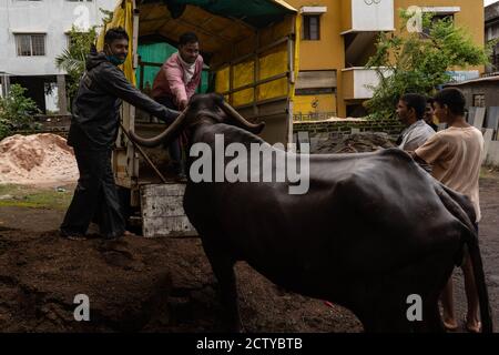 Il distretto di Kolhapur è di nuovo sul bordo delle inondazioni, il secondo anno di fila. Il fiume principale Panchganga ha attraversato il suo livello di pericolo di 42.5 piedi. La d Foto Stock