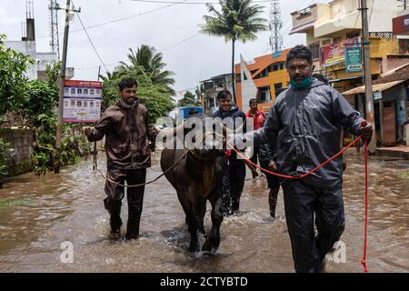 Il distretto di Kolhapur è di nuovo sul bordo delle inondazioni, il secondo anno di fila. Il fiume principale Panchganga ha attraversato il suo livello di pericolo di 42.5 piedi. La d Foto Stock