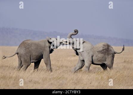 Due elefanti africani (Loxodonta africana) combattono in un campo, la Tanzania Foto Stock