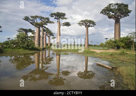 Alberi di Baobab (Adansonia digitata) al Viale dei baobab, Morondava, Madagascar Foto Stock