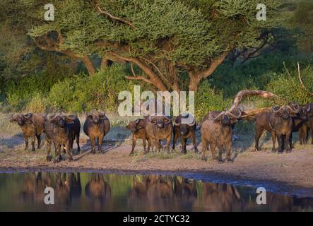 Bufali di Capo (caffer di Syncerus) in una foresta, Tanzania Foto Stock