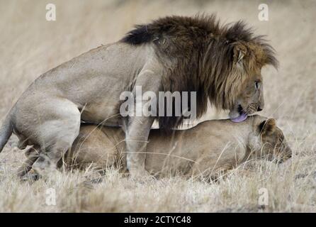 Coppia di leoni (Panthera leo) in un campo, Kenya Foto Stock