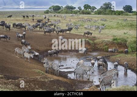 Zebre e wildebeest in un buco d'acqua, Tanzania Foto Stock