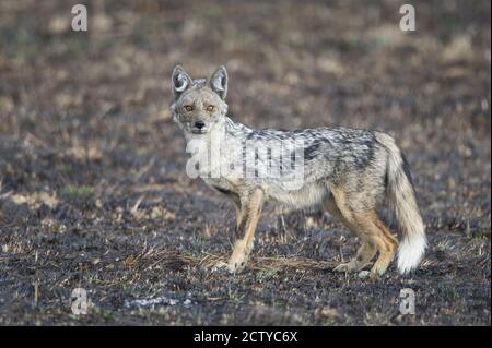 Jackal a strisce laterali (Canis adustus) in piedi in una foresta, Kenya Foto Stock