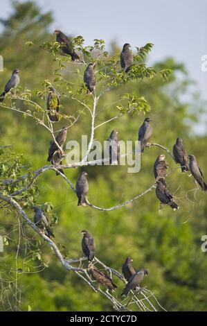 Aquiloni di lumaca (Rosthamus sociabilis) che arrostono, Brasile Foto Stock