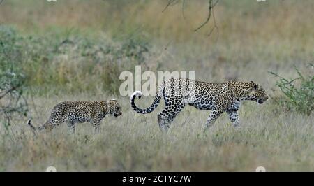 Leopardo (Panthera pardus) con il suo cucciolo che cammina nella foresta, Tanzania Foto Stock