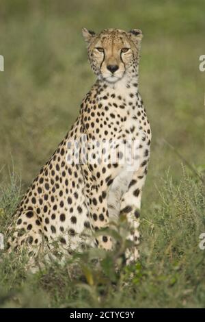 Ghepardo incinta (Acinonyx jubatus) seduto, Tanzania Foto Stock