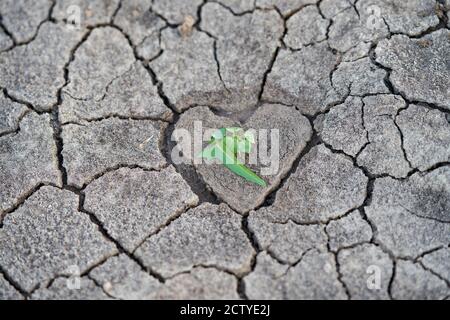 Terra arida, con un centro a forma di cuore con qualche pianta verde. Foto Stock