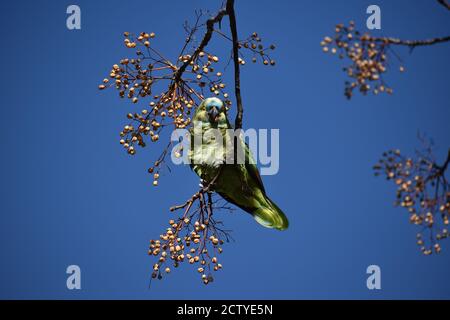 amazzonia dalla facciata turchese (Amazona aestiva), chiamata anche pappagallo dal fronte turchese, l'amazzone dalla parte blu e il pappagallo dalla parte blu, in natura Foto Stock
