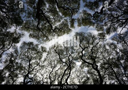 Ampio angolo di tiro astratto di alberi contro il cielo a Buenos Aires, Argentina Foto Stock