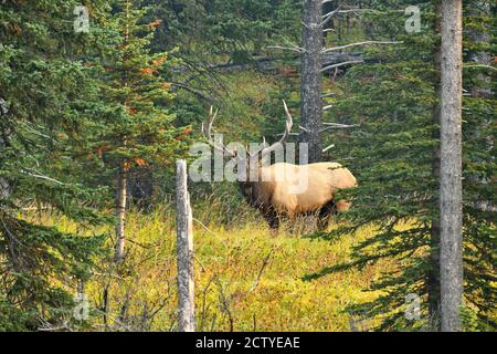 Un elco toro selvaggio 'Cervus alaphus', che cammina attraverso una zona boscosa nella campagna Alberta Canada. Foto Stock