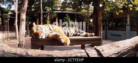 Tigre (Panthera tigris) che dormono in una riserva di tigre, Regno delle tigri, Chiang mai, Thailandia Foto Stock