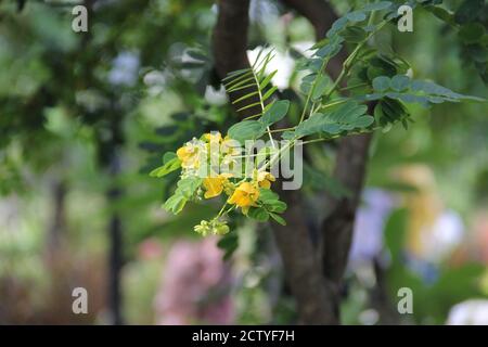 piccoli fiori gialli che crescono e appendono su rami con foglie verdi Foto Stock