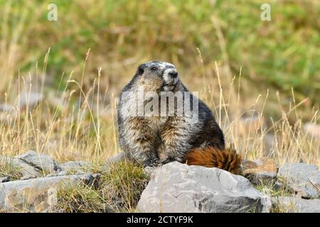 Una marmotta selvaggia Hoary 'marmota caligata', seduta su una roccia su una collina rocciosa di montagna nella campagna Alberta Canada Foto Stock