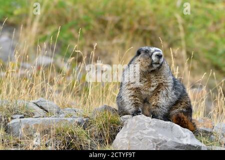 Una marmotta selvaggia Hoary 'marmota caligata', seduta su una roccia su una collina rocciosa di montagna nella campagna Alberta Canada Foto Stock