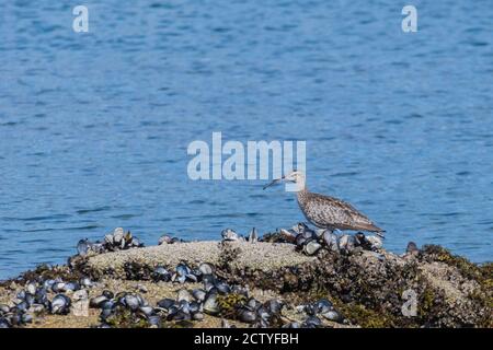 uccello whimbrel numenius phaeopus sul mare su alcune rocce con il mare sullo sfondo Foto Stock