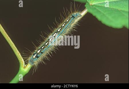 Tent Caterpillar orientale (Malacosoma americanum) Foto Stock