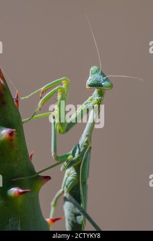 Arizona pregando Mantis (Stagmomantis limbata) su un cactus Foto Stock