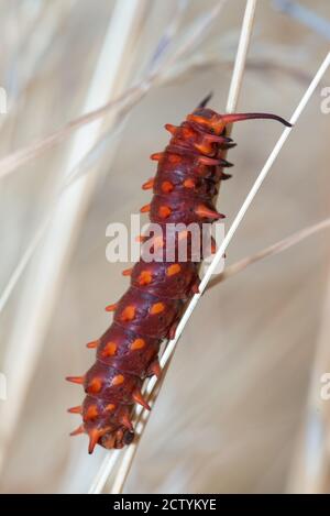 Red Pipevine Swallowtail Caterpillar (Battus philenor) su erba secca Foto Stock