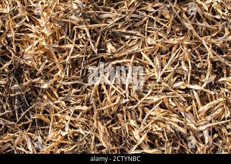 Baccelli di fagioli secchi sfondo, autunno giardino pulizia Foto Stock