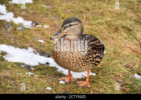 Anatra mallard femmina Anas platyrhynchos a terra Foto Stock