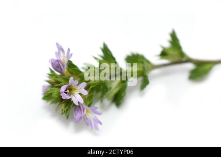 La piccola erba eyebright Euphrasia su sfondo bianco Foto Stock