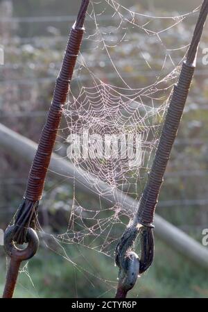 I nastri di ragni coperti di rugiada sono inseriti tra cavi in acciaio che supportano un polo elettrico. Bedgebury Forest, Hawkhurst, Kent. REGNO UNITO. Foto Stock