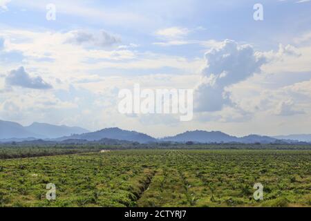 Kota Pamol, Sabah, Malaysia: Newly planted oil palms on the compound of PAMOL Estate Foto Stock